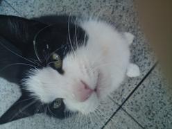 Katze Rheinland-Pfalz