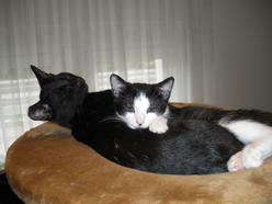 Katze Rheinland-Pfalz