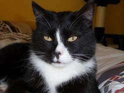 Katze Berlin