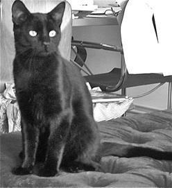 Katze Berlin