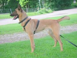 Hund Bayern