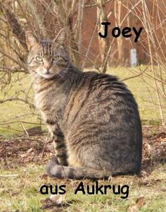 Katze Schleswig-Holstein