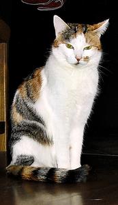 Katze Hessen