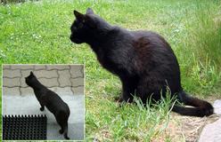 Katze Sachsen