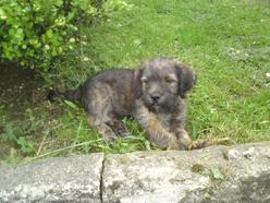 Hund Bayern