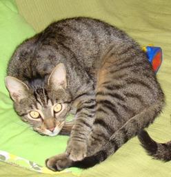 Katze Rheinland-Pfalz