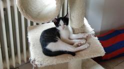 Katze Bayern