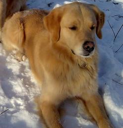 Hund Berlin