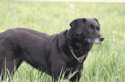 Hund Hessen