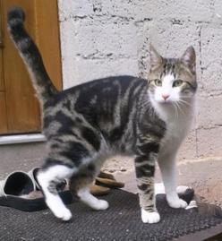 Katze Saarland