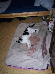 Katze Berlin