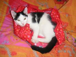 Katze Niedersachsen