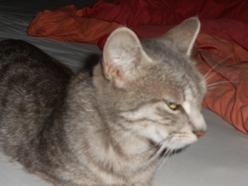 Katze Saarland