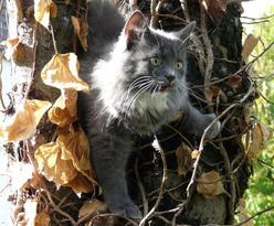 Katze Baden-Württemberg