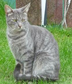 Katze Niedersachsen