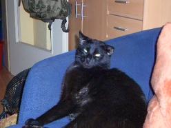 Katze Hessen