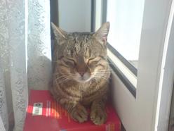 Katze Bayern