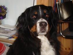 Hund Brandenburg