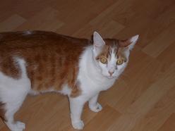 Katze Bayern