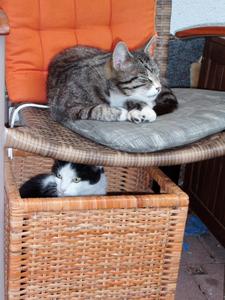 Katze Rheinland-Pfalz