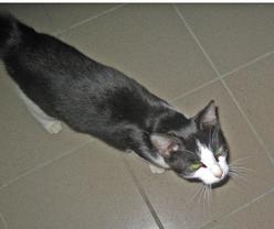 Katze Nordrhein-Westfalen