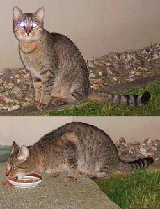 Katze Nordrhein-Westfalen