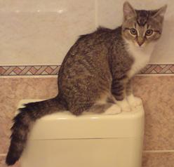 Katze Bayern