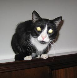 Katze Nordrhein-Westfalen