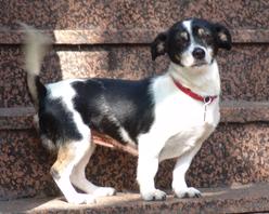 Hund Rheinland-Pfalz