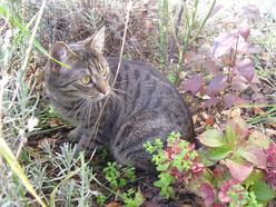Katze Hessen
