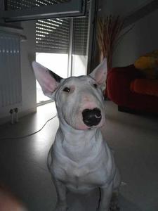 Hund Saarland