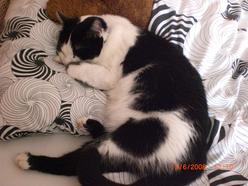 Katze Niedersachsen