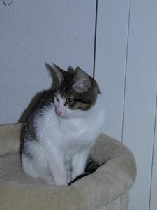 Katze Nordrhein-Westfalen