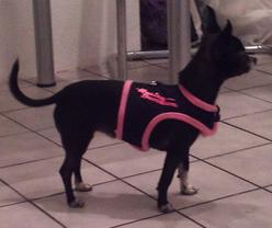 Hund Hessen