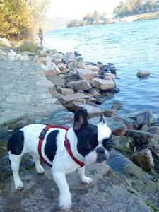Hund Rheinland-Pfalz