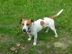 Hund Mecklenburg-Vorpommern