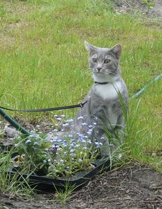 Katze Niedersachsen
