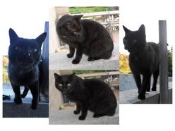 Katze Saarland
