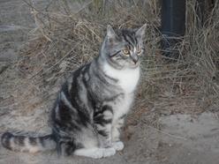 Katze Mecklenburg-Vorpommern