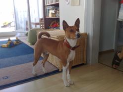 Hund Sachsen