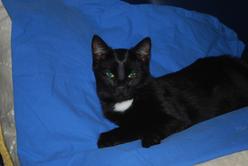 Katze Hessen