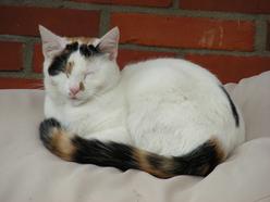 Katze Niedersachsen