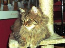 Katze Hessen