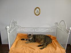 Katze Thüringen