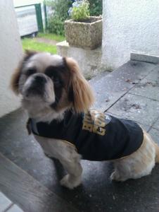 Hund Nordrhein-Westfalen
