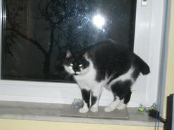 Katze Niedersachsen