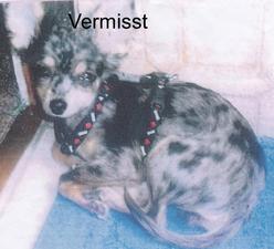 Hund Rheinland-Pfalz