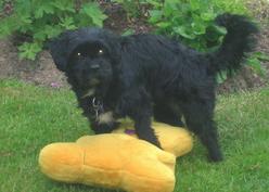 Hund Hessen