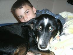 Hund Nordrhein-Westfalen