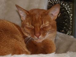 Katze Nordrhein-Westfalen
